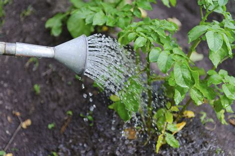 5 Tips For The Every Day Gardener