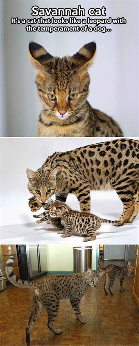 The Savannah Cat Funny Things Pinterest Cats Samsung And The Ojays