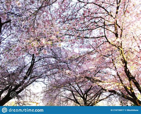 Bright Attractive Akebono Yoshino Cherry Blossom Flowering Tree