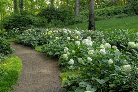 Path Linedd With Hydrangeas And Hostas Gibbs Gardens Atlanta Stream