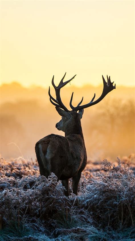 Details More Than 76 Deer Wallpaper Latest In Cdgdbentre