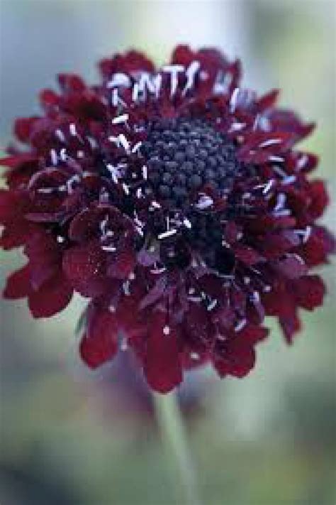 Scabiosa Atro Black Knight Pincushion Flower Plants4home