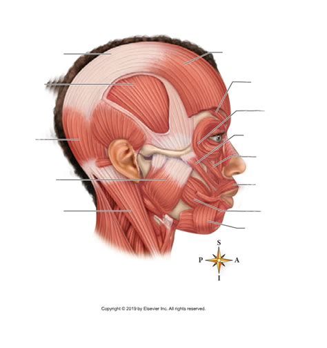 Lateral Facial Muscles Diagram Quizlet