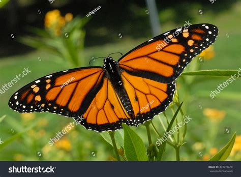 Male Monarch Butterfly Wings Spread Feeding Stock Photo 493724608