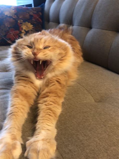 Psbattle Yawning Cat Rphotoshopbattles