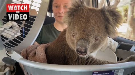 Adelaide Koala Rescue Lease Ends Staff Warn Of Koalas Not Ready For