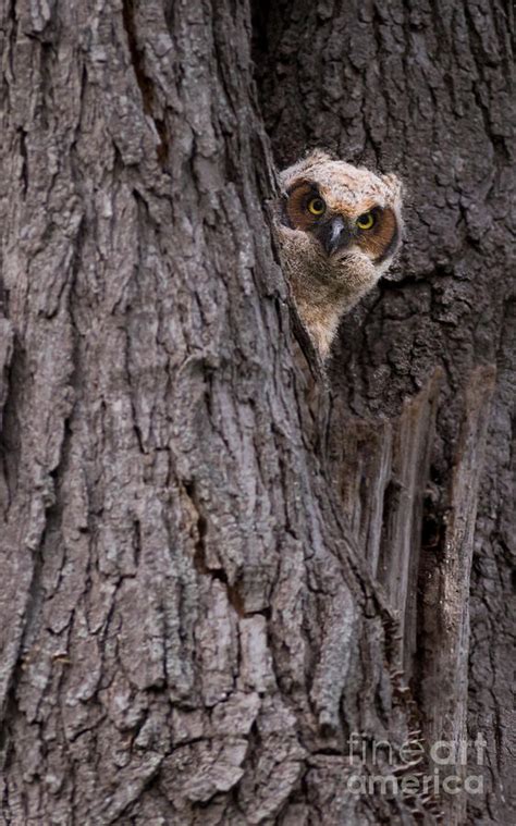 Peek A Boo Owl Photograph By Rudy Viereckl Fine Art America