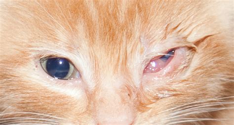 If your attempt to correct cherry eye fails first time it would be worth retrying again over the next few days. Cat Eye Infection Home Remedies, Causes, and Pictures ...