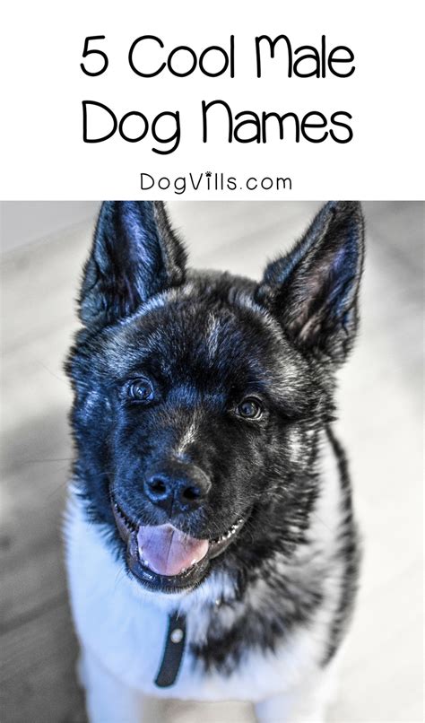 5 Incredibly Cool Male Dog Names For Your Awesome Pup Dogvills