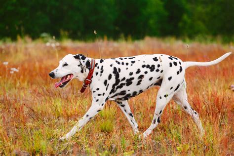 Dalmatian Dog Breed Information Pictures And More