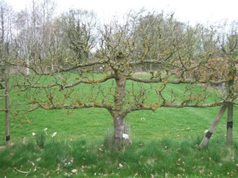 A popular and attractive way of growing a fruit tree other than as the usual trunk and crown is to lay them flat against a wall, a fence, between posts or over a frame. pruning step-over fruit trees - Botanics Stories