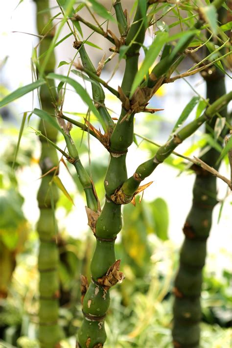Different Types Of Bamboo Plants - Bamboo Palm