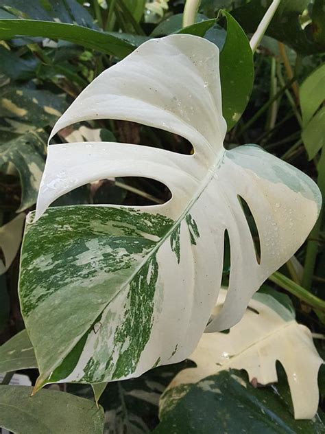 The packaging was amazing and the cutting i received was stunning! Bouture Plante Monstera Variegata Rare Variegated ...