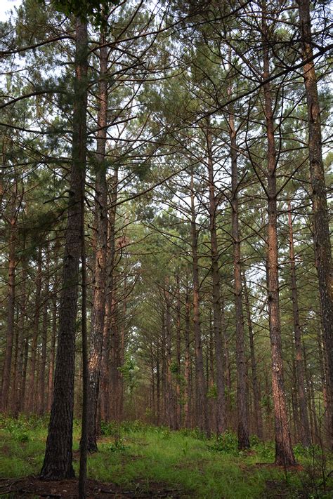 In some parts of the world, it is regarded as an invasive species, since it has a habit. Rumors of southern pine deaths have been exaggerated ...