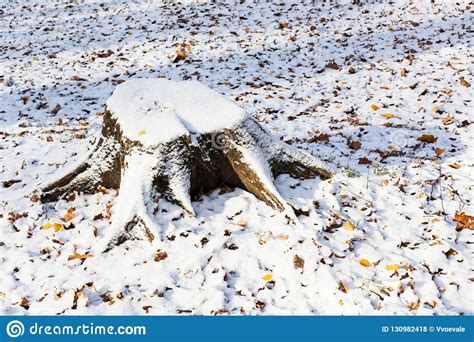 Cut Tree Stump Covered With Snow On Meadow Stock Photo Image Of