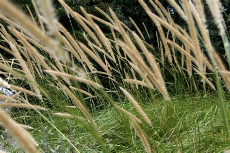 Pennisetum Macrourum African Feather Grass Grass Likerhs Gardening