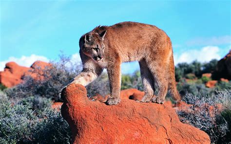 Cougar Full Hd Wallpaper And Background Image 1920x1200 Id339822
