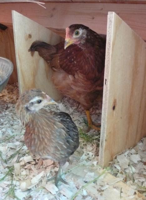 Roo Or Pullet 8 Week Old Red Sex Link Or New Hampshire Backyard Chickens Learn How To Raise