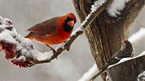 Winter Birds Desktop Wallpapers Top Free Winter Birds Desktop