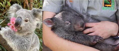 Zookeepers Are Amazed By The Remarkable Friendship Between Koalas And