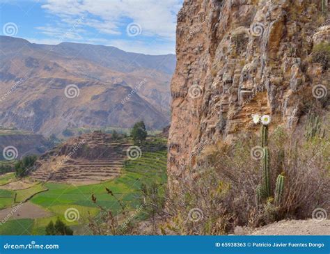 Cultivated Landscape Colca Canyon Stock Image Image Of Outdoor