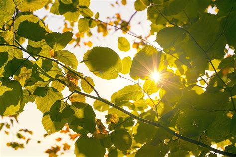 Sun Shining Through Leaves Photograph By Chevy Fleet Fine Art America