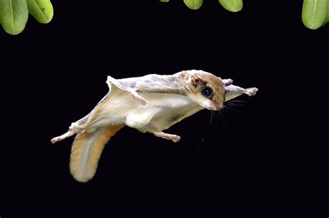 Nihon momonga) is one of two species of old world flying squirrels. Animal of Japan — Encyclopedia of Japan - Flying Squirrels
