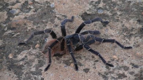 (26 significados de sonhar com aranha caranguejeira preta). Caranguejeira - Aranha do Sertão - Aracnídeo - YouTube