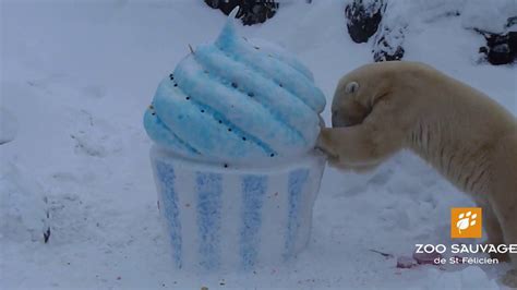 Fête Des Ours Blancs Polar Bears Anniversary Zoo Sauvage De St