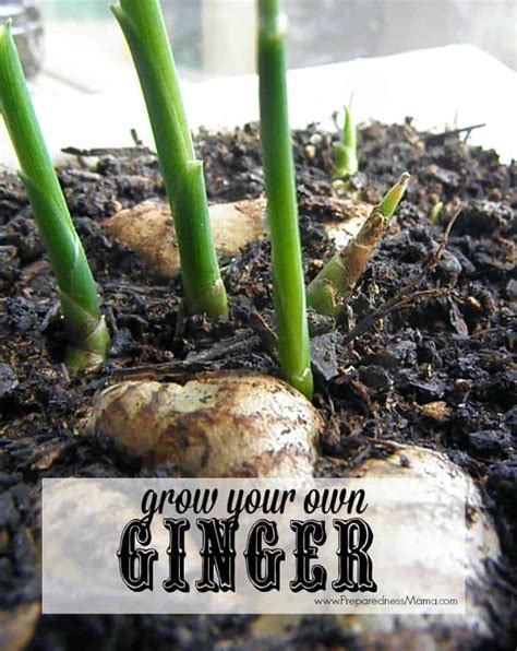 8 Tips To Grow Grocery Store Ginger Preparednessmama