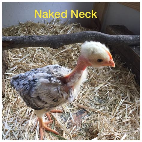 Turkennaked Neck Backyard Chickens Learn How To Raise Chickens