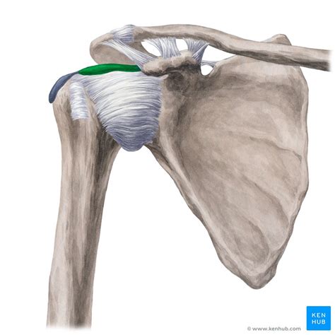 Shoulder Bursae Anatomy