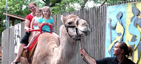 Camel Rides And Feedings Louisville Zoo
