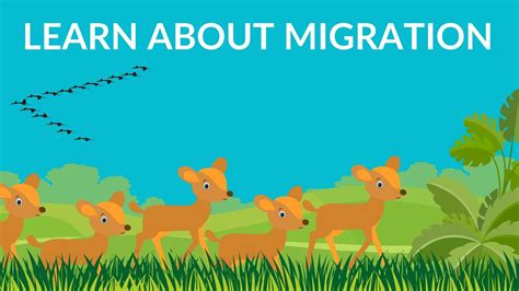 Why Do Birds And Animals Migrate Birds Migration Video