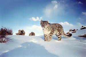 Snow Leopard Like Many Other Big Cat Species Snow