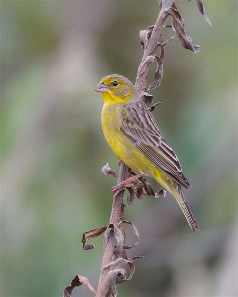 Foto tipio Sicalis luteola Por Diomar Mühlmann Wiki Aves A