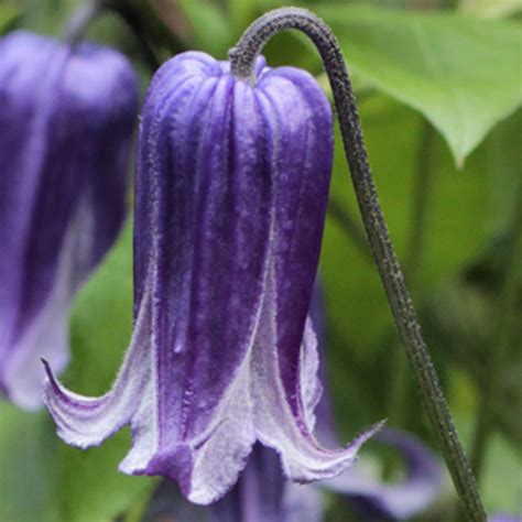 Purple Bell Shaped Flowers 20 Clematis Rooguchi Seeds Pflanzen Sämereien And Zwiebeln En6915763