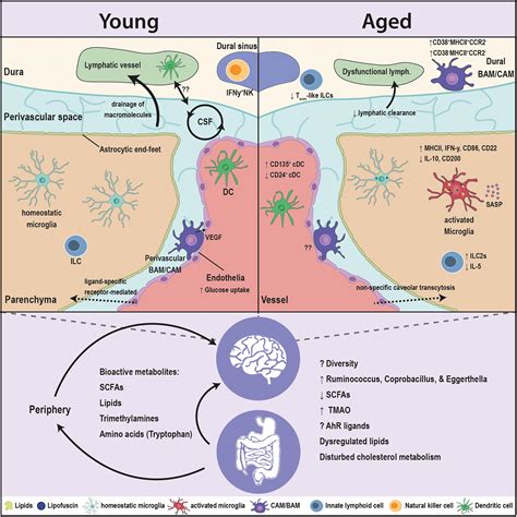 Frontiers Getting On In Old Age How The Gut Microbiota Interferes