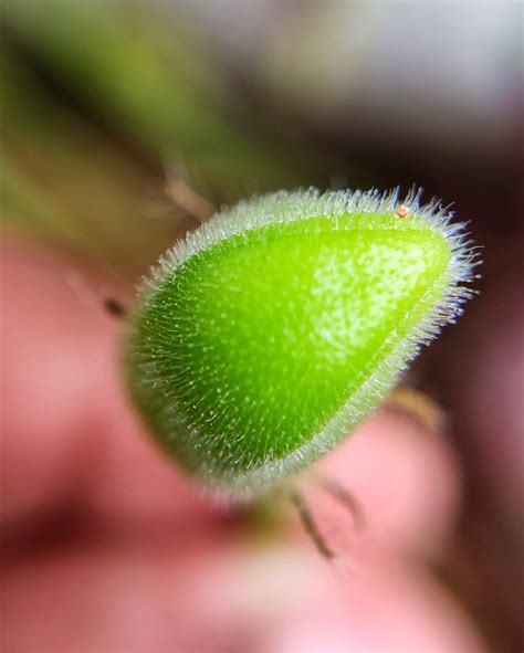 Seed Pixahive