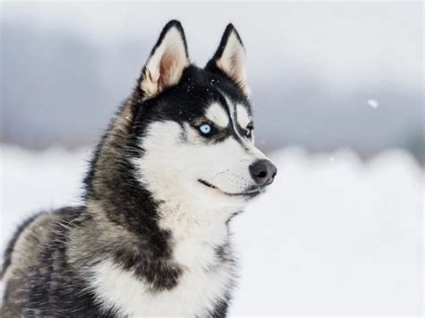 Different Types Of Huskies Complete Guide 2023 Canine Hq