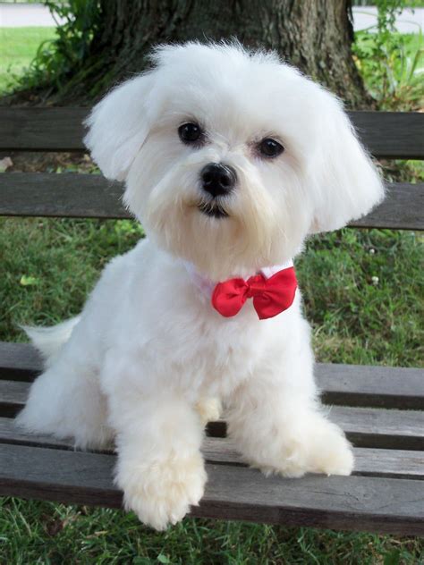 Maltese Adult Dogs You Can Get More Details Of Pet Dogs By Clicking