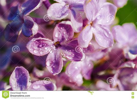 Spring Lilac Violet Flowers Abstract Soft Floral Background Macro