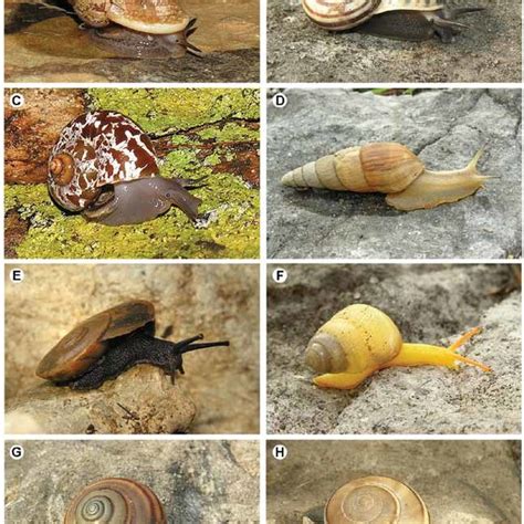 (PDF) The non-marine molluscs of Tsingy Beanka, Melaky Region, western Madagascar.
