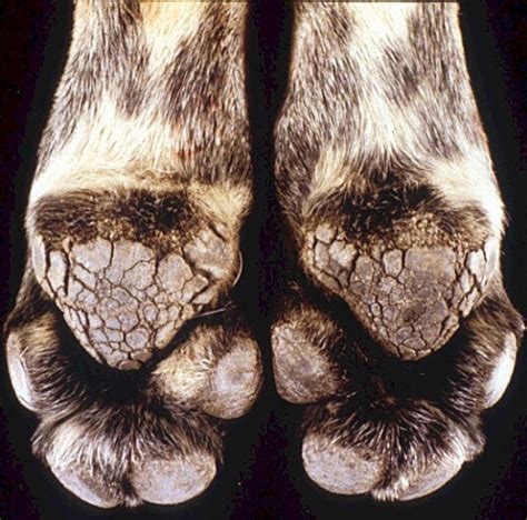 Distemper Virus