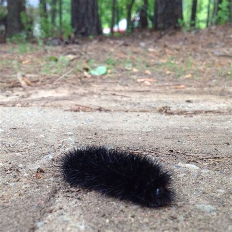 Fuzzy Black Caterpillar Poisonous