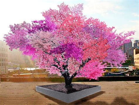 This Amazing Tree Grows 40 Different Kinds Of Fruit Flowering Trees