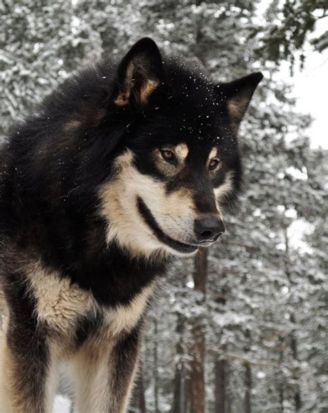 Siberian Husky Wolf Mix Facts Puppy Price And Guide Puplore