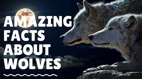 30 Interesting Facts About Wolves Amazing Facts About Wolves Youtube