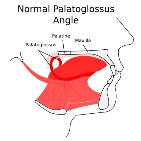Palatoglossus Muscle Daniel Lopez Do