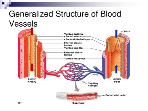 Ppt Blood Vessels Powerpoint Presentation Free Download Id2259021